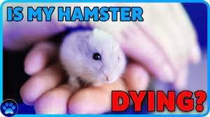 How To Comfort A Dying Hamster