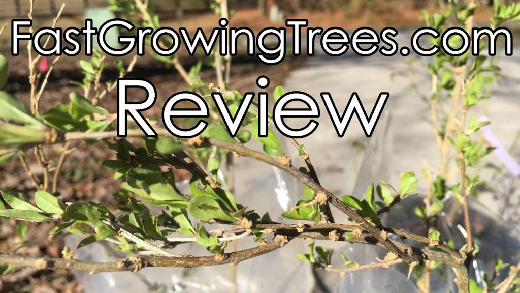 Fastgrowingtrees.com Reviews