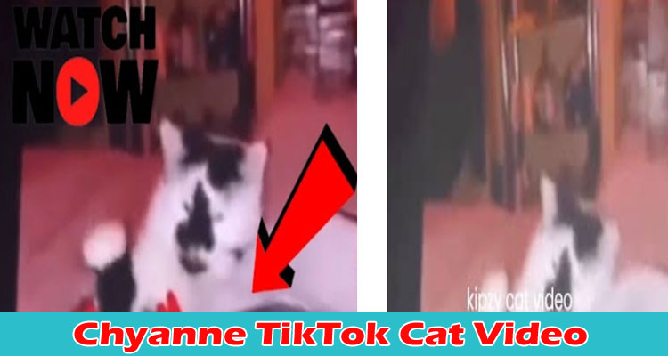 CHYANNE TIKTOK CAT VIDEO