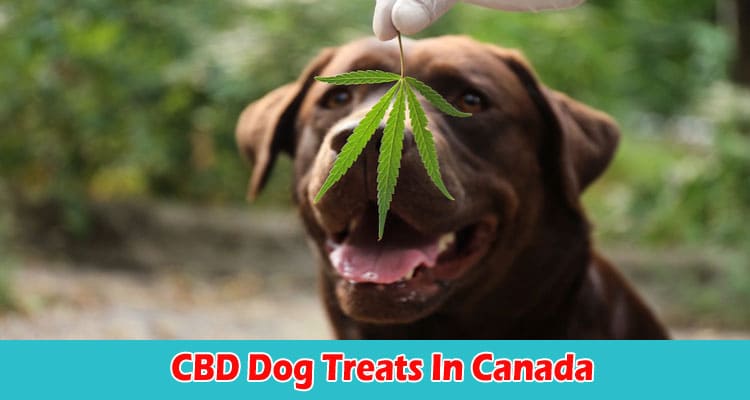 Cbd Dog Treats In Canada